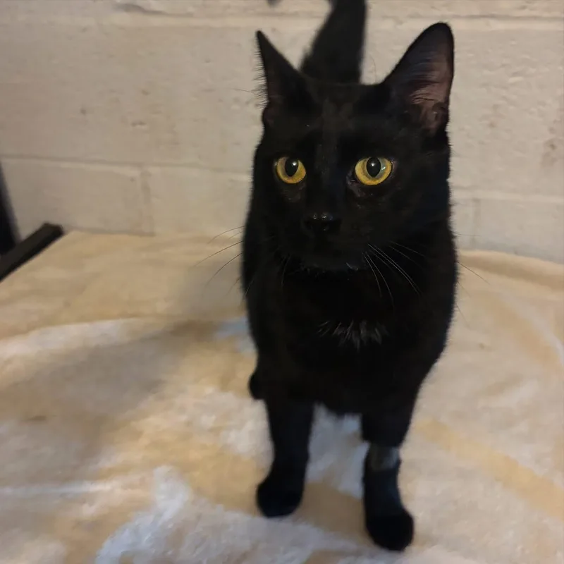 A young medium-sized female Black Domestic Short Hair cat named Amaya for adoption in Wanaque, NJ