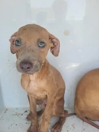 A baby small-sized male Pit Bull Terrier dog named Brex for adoption in Atlanta, GA