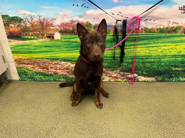 A young small-sized female Australian Cattle Dog / Blue Heeler dog named Bindi for adoption in Moreno Valley, CA