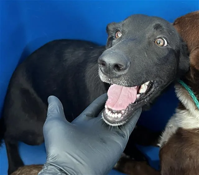 A young large-sized female Mixed Breed dog named Lucy for adoption in Dallas, TX