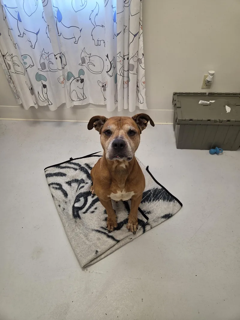 A senior large-sized female Pit Bull Terrier dog named Dumpling for adoption in Mount Gilead, OH