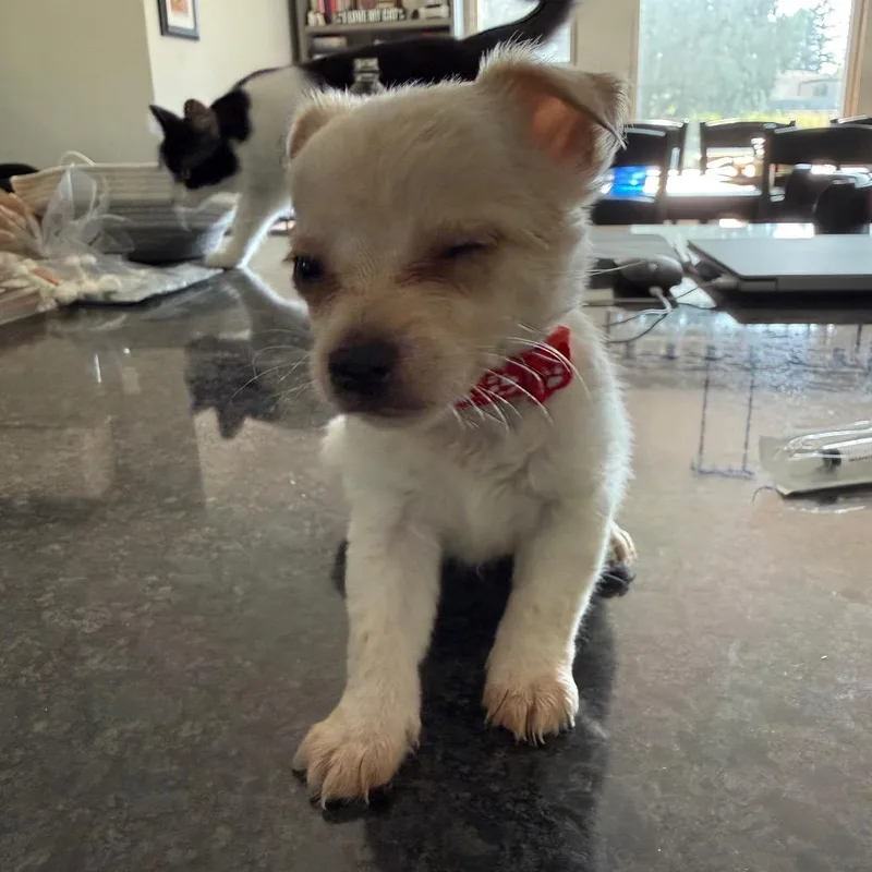 A baby small-sized male Chihuahua dog named Oscar for adoption in Ferndale, WA