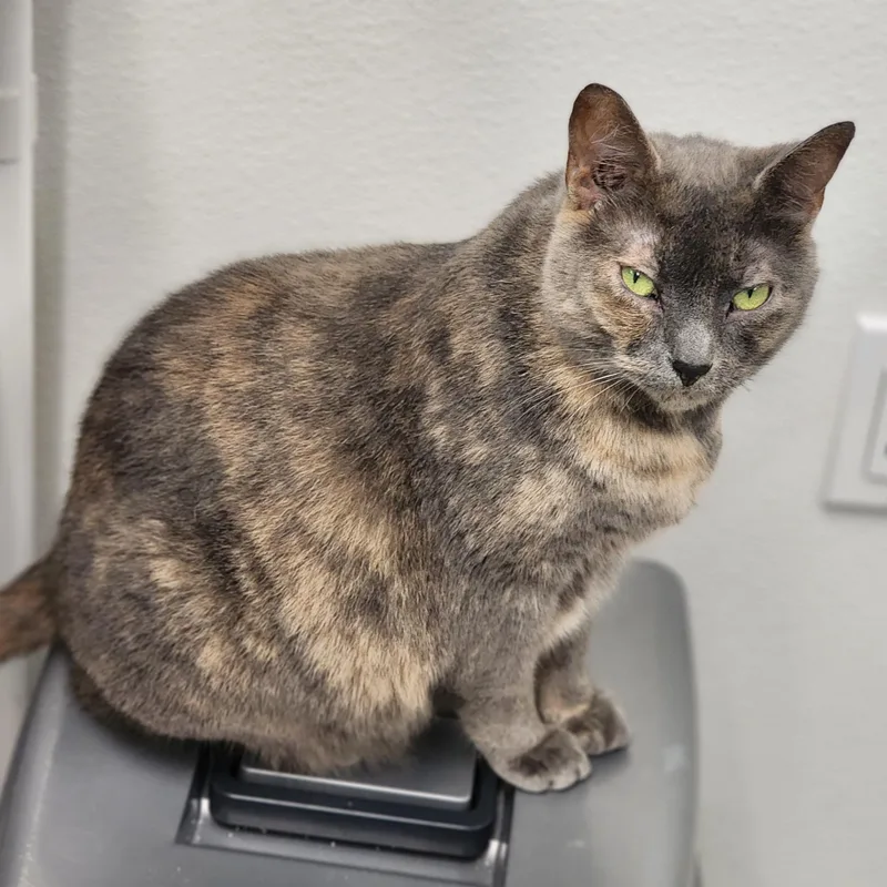 A young medium-sized female Dilute Calico Domestic Short Hair cat named Buffalo for adoption in Beulah, MI