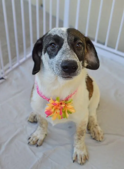 A baby large-sized female Mixed Breed dog named Flubnub for adoption in McKinney, TX