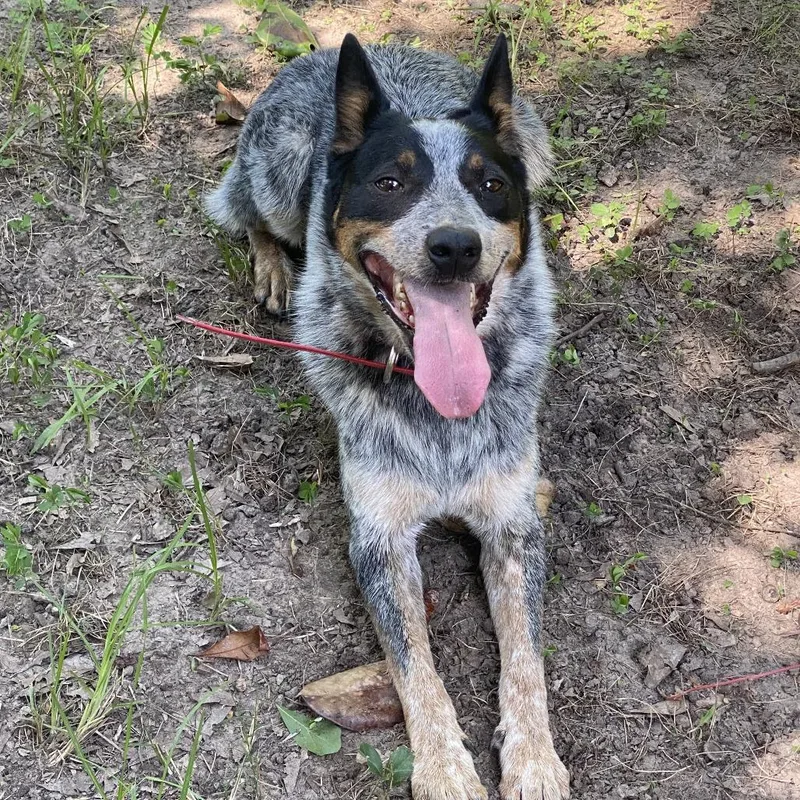 An adult large-sized male Gray / Blue / Silver Australian Cattle Dog / Blue Heeler dog named Jax  Blue  for adoption in Beaumont, TX