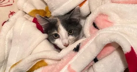 A baby small-sized female Gray & White Domestic Short Hair cat named Bug for adoption in Virginia Beach, VA