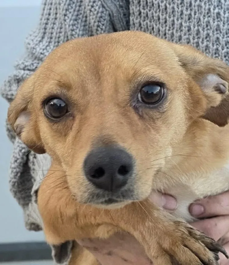 A young small-sized female Chihuahua dog named Faya for adoption in Mukwonago, WI