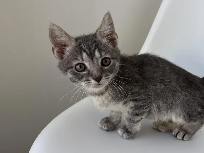 A baby medium-sized male Tabby (Gray / Blue / Silver) Domestic Short Hair cat named Wonton for adoption in Evanston, IL