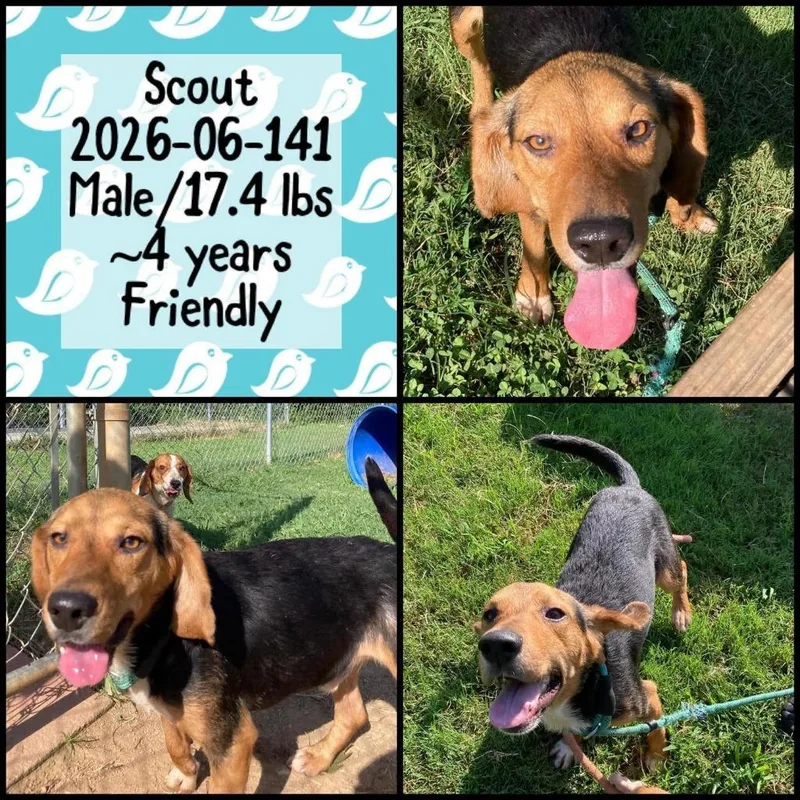 An adult small-sized male Beagle dog named Scout for adoption in Winder, GA