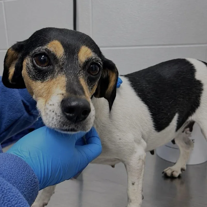 An adult small-sized female White / Cream Mixed Breed dog named Batty for adoption in Spruce Pine, NC