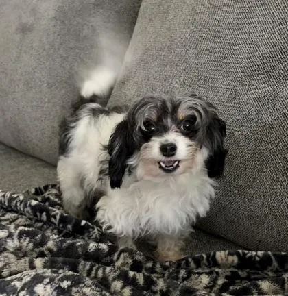 An adult small-sized female Yorkshire Terrier dog named Lylah for adoption in Fort Worth, TX