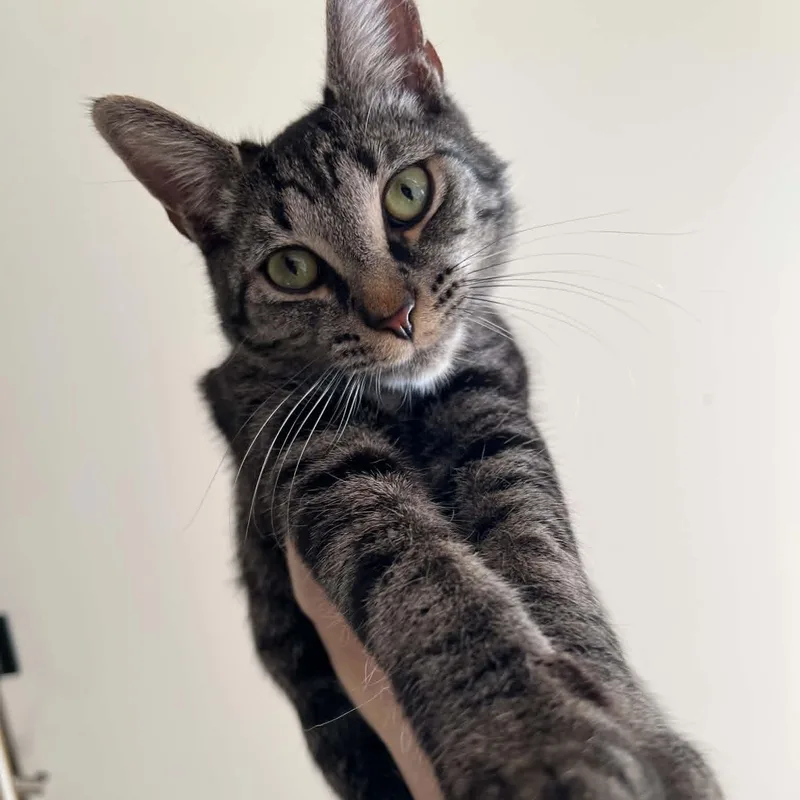 A young medium-sized male Tabby (Brown / Chocolate) Domestic Short Hair cat named Maverick for adoption in Royal Oak, MI