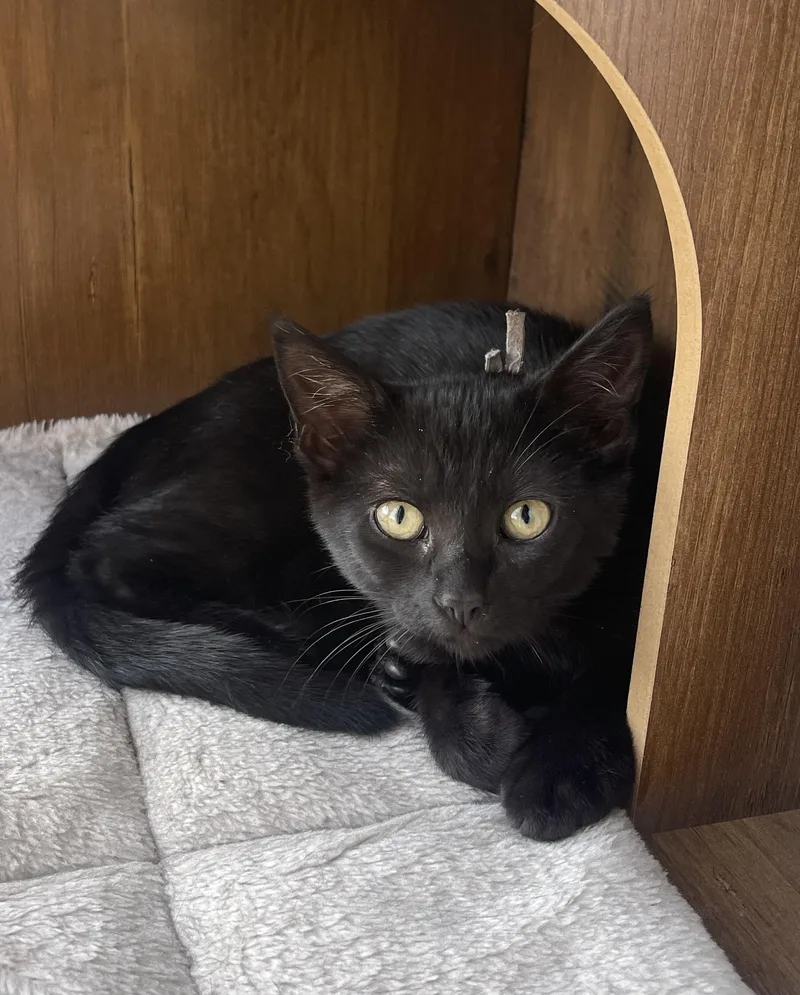 A baby medium-sized female Black Domestic Short Hair cat named Lavazza for adoption in Chattanooga, TN