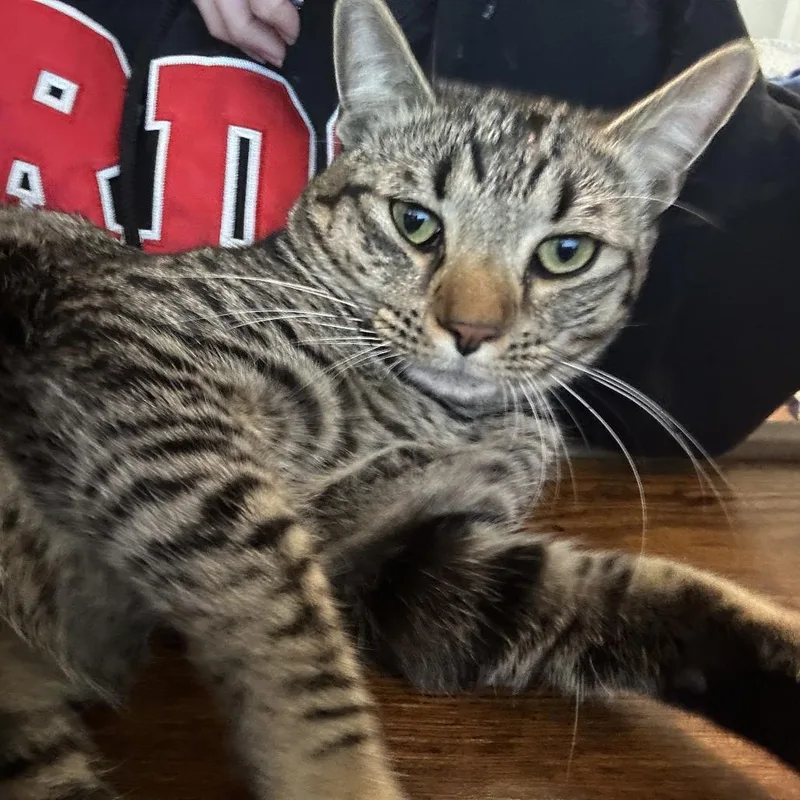 An adult medium-sized male Brown / Chocolate Domestic Short Hair cat named Aiden for adoption in Long Beach, CA