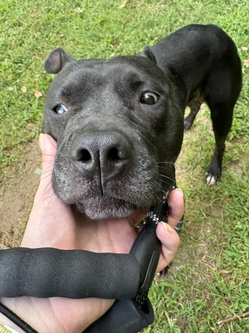 An adult medium-sized female Black Pit Bull Terrier dog named Lulu for adoption in Ashland, VA