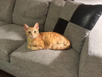 A young medium-sized female Orange / Red Domestic Short Hair cat named Ember Roo for adoption in Mokena, IL