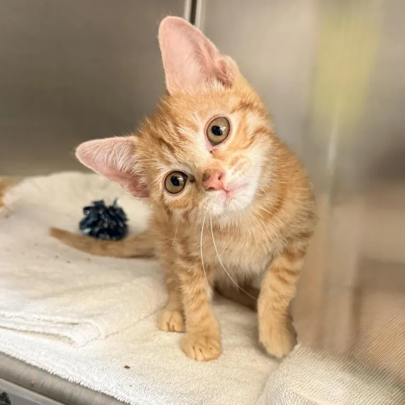 A baby small-sized male Orange / Red Domestic Short Hair cat named Burp for adoption in Palm Springs, CA