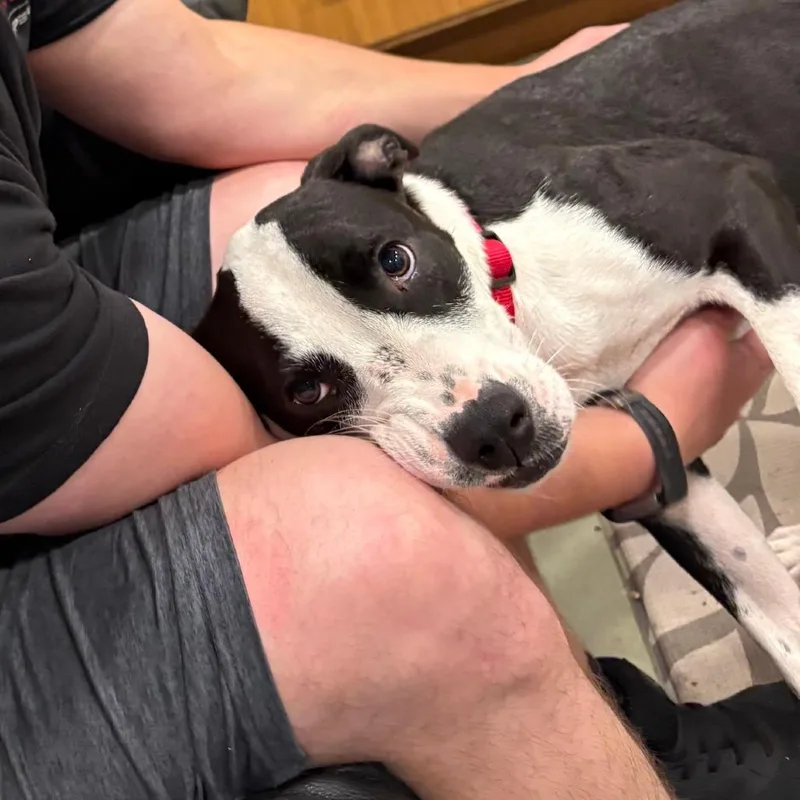 A young medium-sized female Black Mixed Breed dog named Dixie for adoption in Canaan, NH