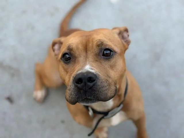 An adult large-sized female Pit Bull Terrier dog named Bella for adoption in Tulsa, OK