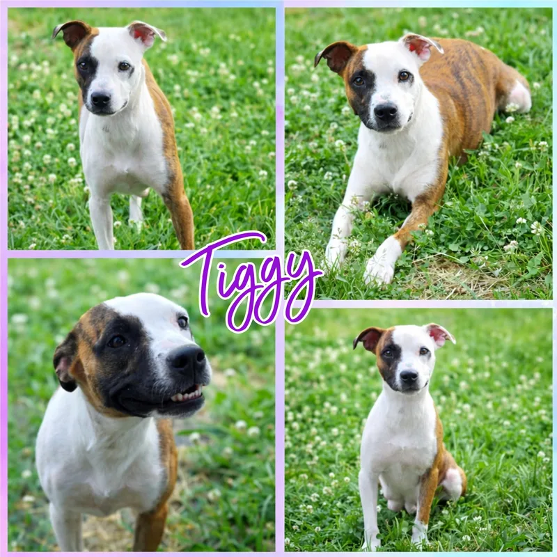 A young medium-sized female White / Cream Pit Bull Terrier dog named Tiggy for adoption in Blacksburg, SC