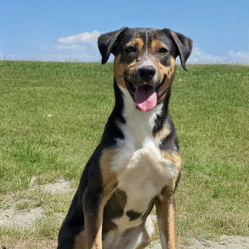 An adult medium-sized female Black Hound dog named Jabu for adoption in Shelby, NC