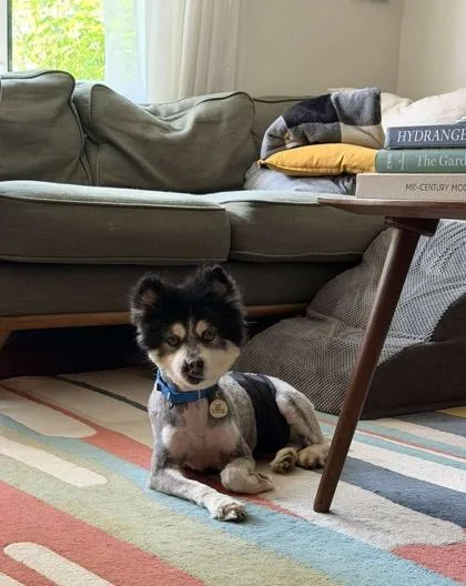 An adult small-sized male Pomeranian dog named Bud for adoption in Malvern, PA