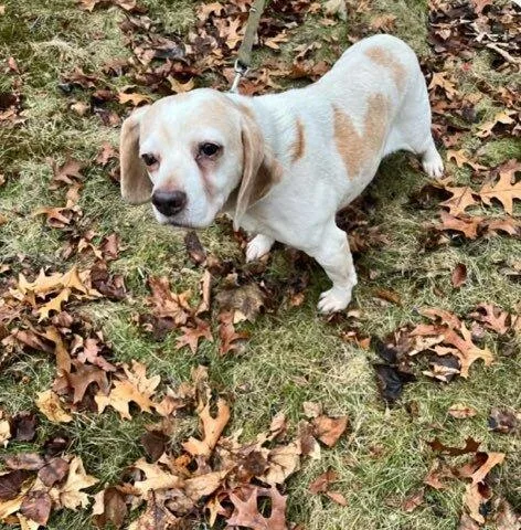 A senior medium-sized female Beagle dog named Bella for adoption in Groveland, MA