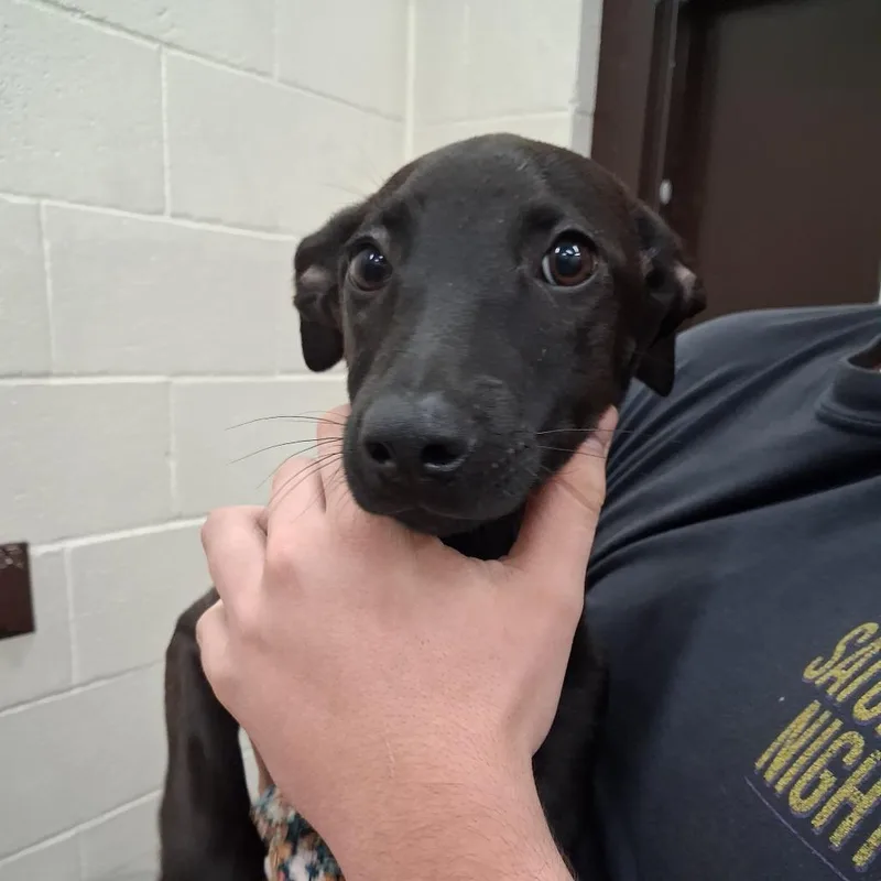 A baby small-sized female Mixed Breed dog named Moof for adoption in Auburn, AL