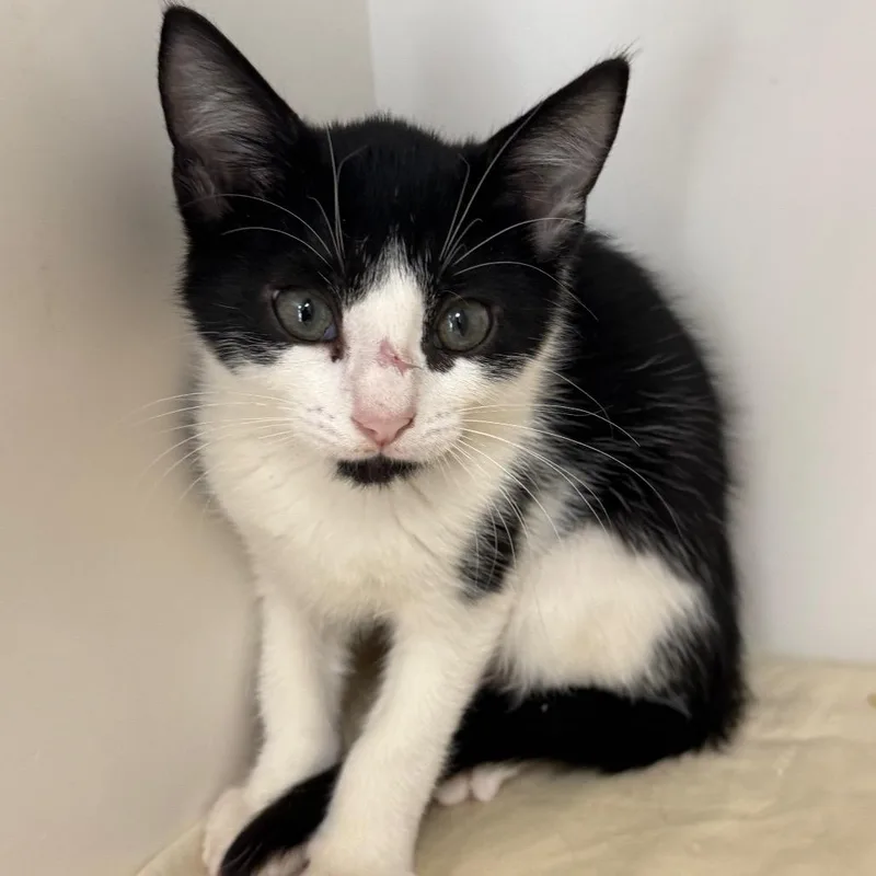 A baby small-sized male Black Domestic Short Hair cat named Apollo for adoption in Jupiter, FL