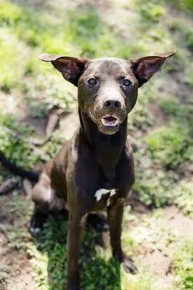 Reese Egg thumbnail 3