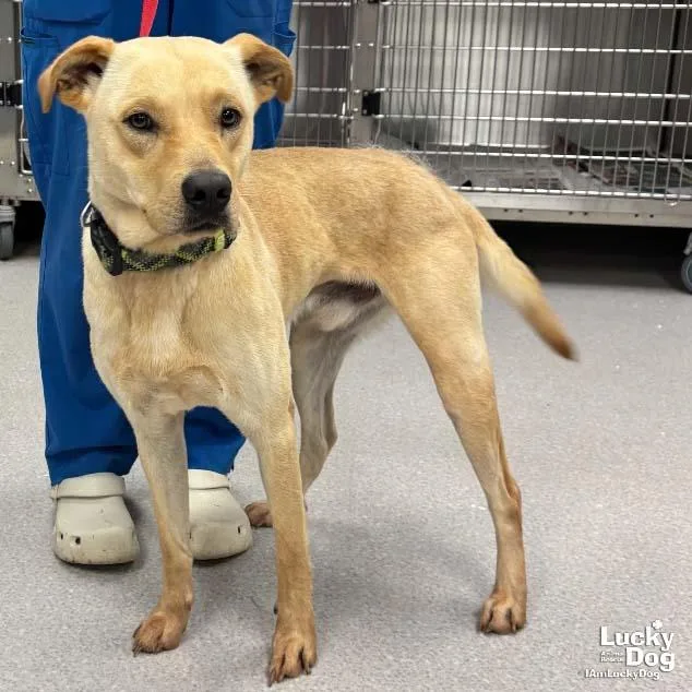 A young medium-sized male Labrador Retriever dog named Benny for adoption in Washington, DC
