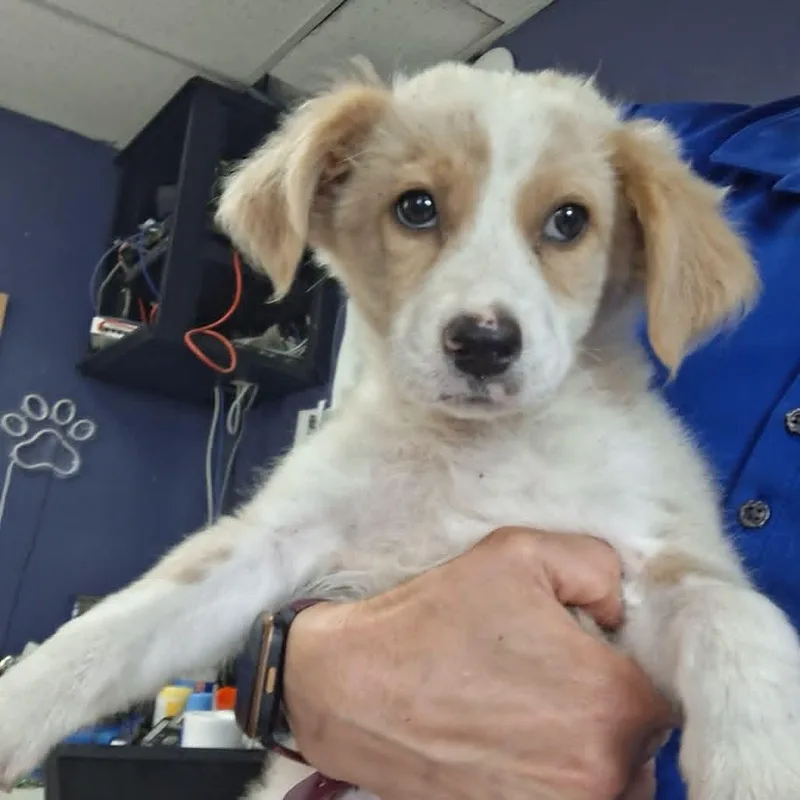 A baby medium-sized male White / Cream Beagle dog named Fluffernutter for adoption in Browns Mills, NJ