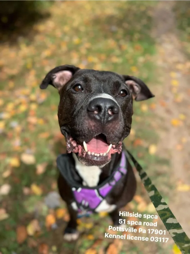 An adult large-sized male Pit Bull Terrier dog named Pepe for adoption in Pottsville, PA