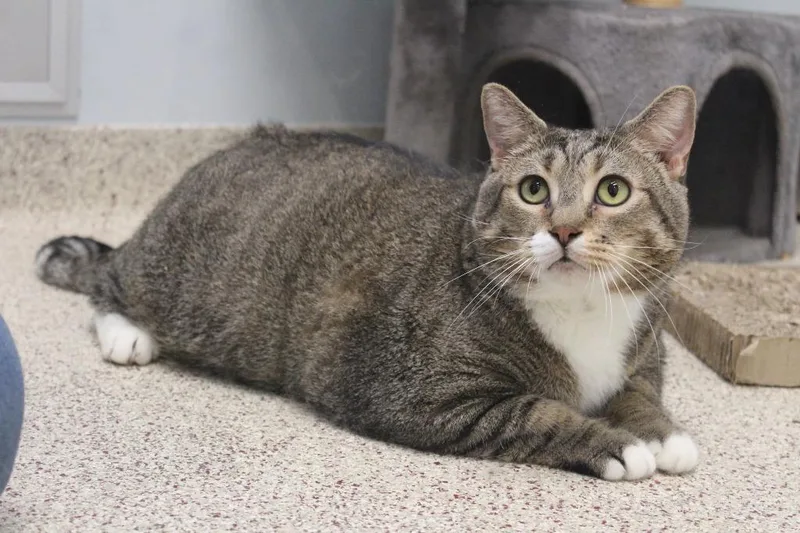 An adult large-sized male White Domestic Short Hair cat named Gust for adoption in Chestertown, MD