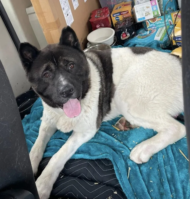A young large-sized male Akita dog named Koda for adoption in Warren, MI