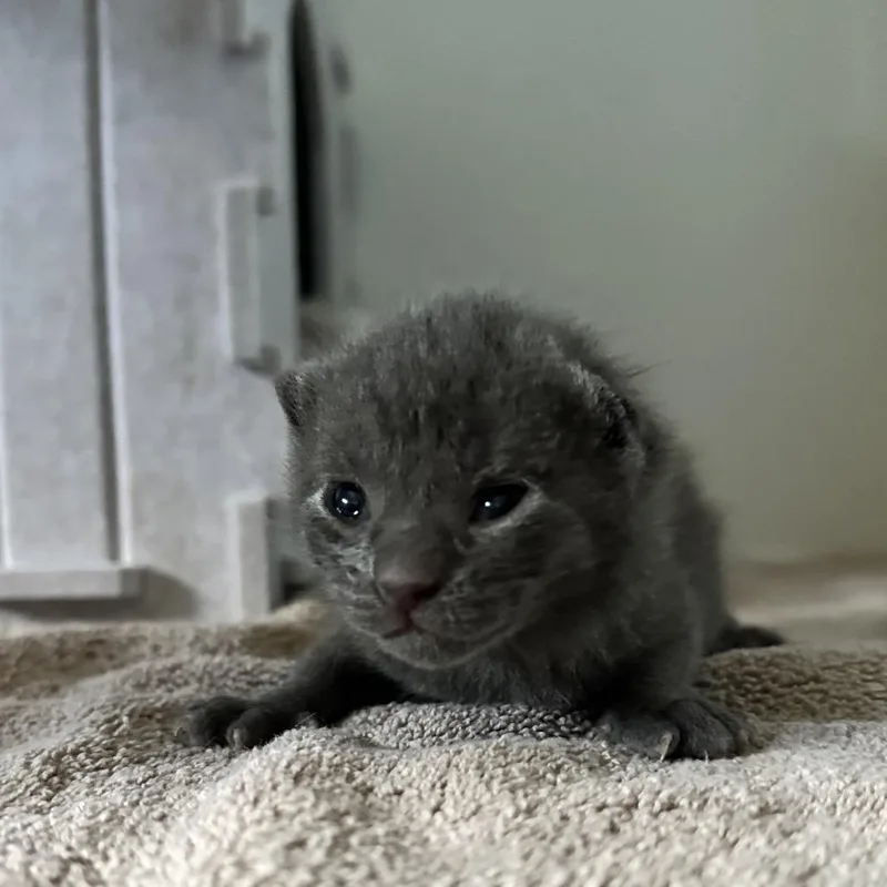 A baby small-sized male Gray / Blue / Silver Domestic Short Hair cat named Ocean for adoption in North Port, FL