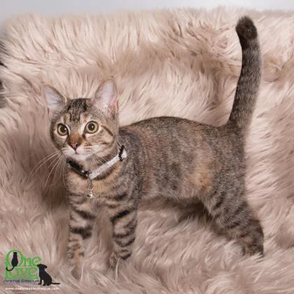 A baby medium-sized female Domestic Short Hair cat named Nanta for adoption in Savannah, GA