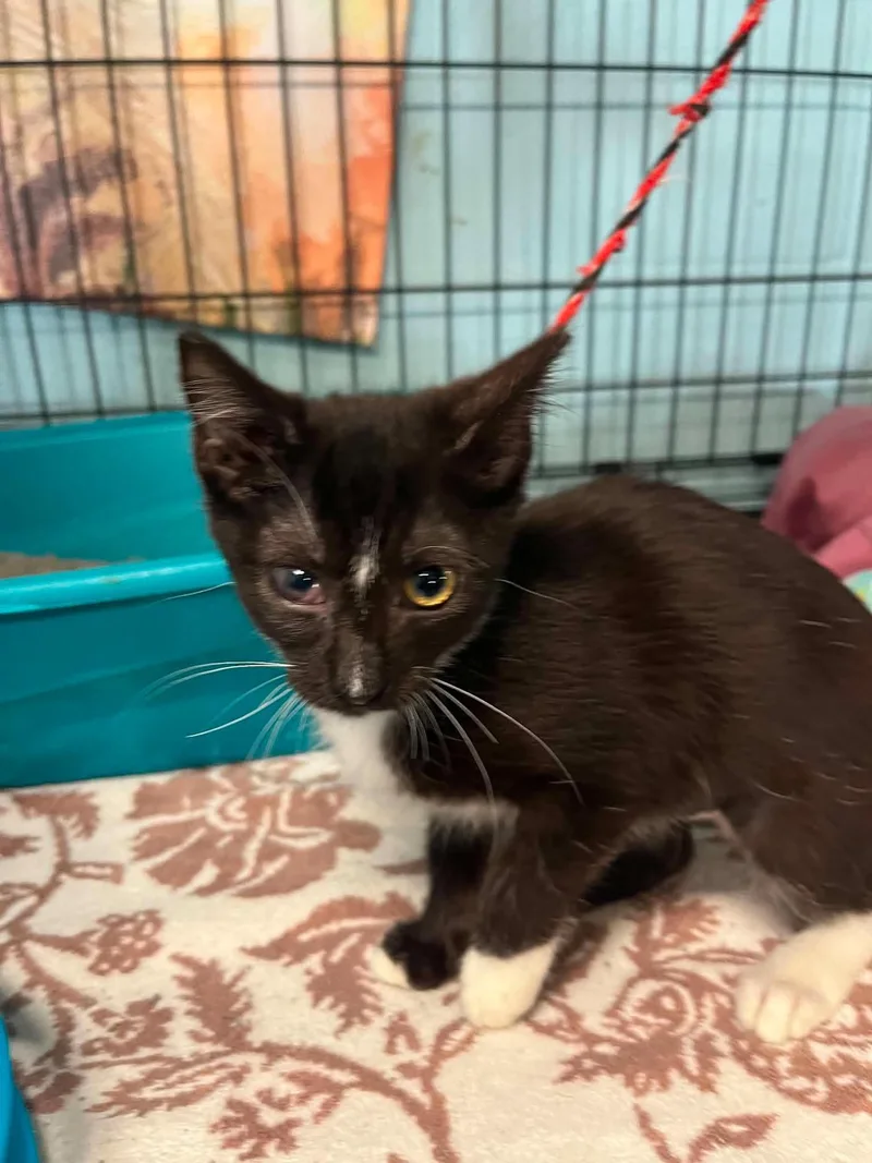A baby medium-sized male Domestic Short Hair cat named Cola for adoption in Warren, OH