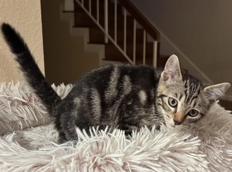 A baby medium-sized male Tabby cat named Groove for adoption in Laguna Niguel, CA