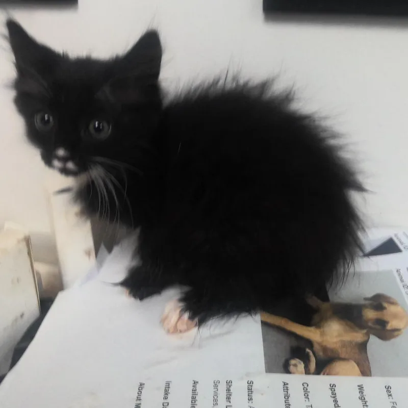 A baby small-sized male Black Domestic Long Hair cat named Butchy for adoption in Birmingham, AL