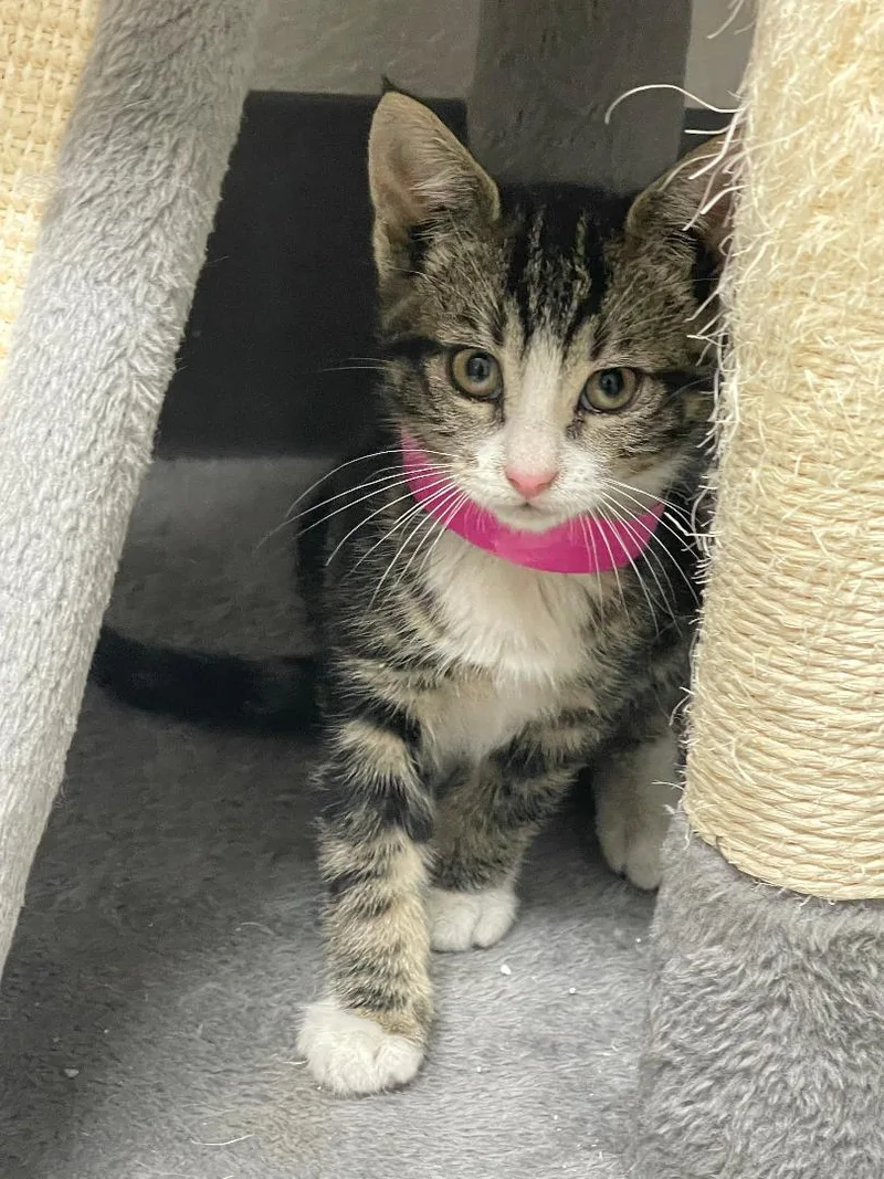 A baby medium-sized male Tabby (Gray / Blue / Silver) Tabby cat named Garth for adoption in Pasco, WA