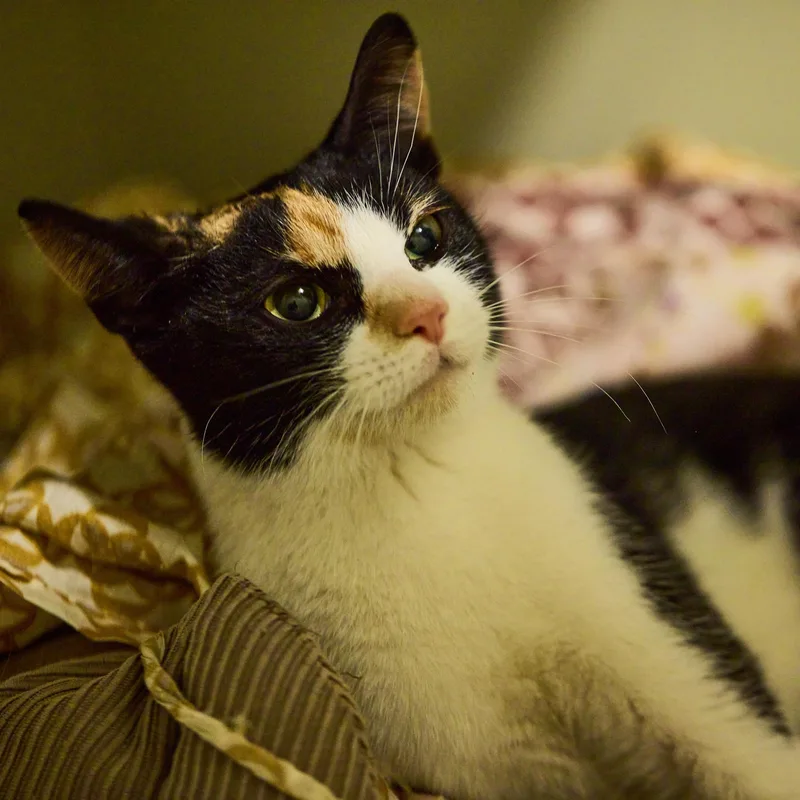 Jovie: Playful And Petite thumbnail 2