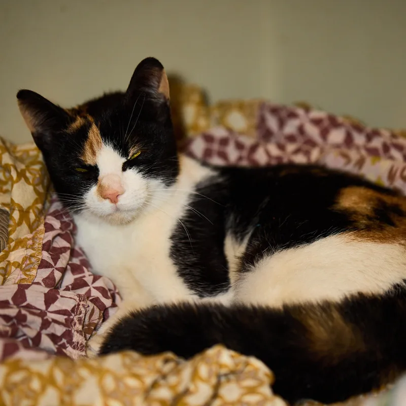 Jovie: Playful And Petite thumbnail 3