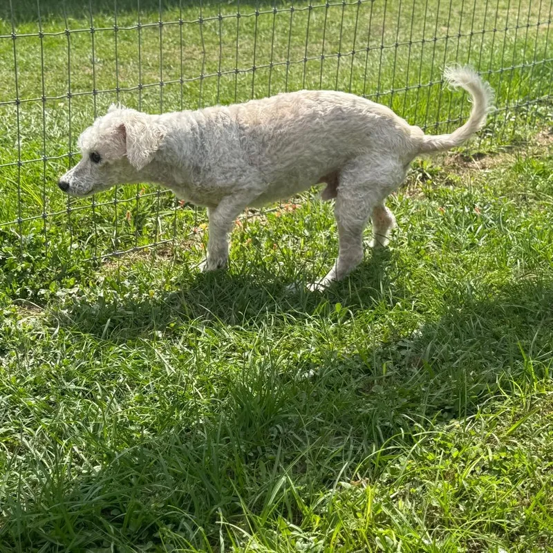A senior small-sized male White / Cream Poodle dog named Roman Hayes for adoption in Houston, TX