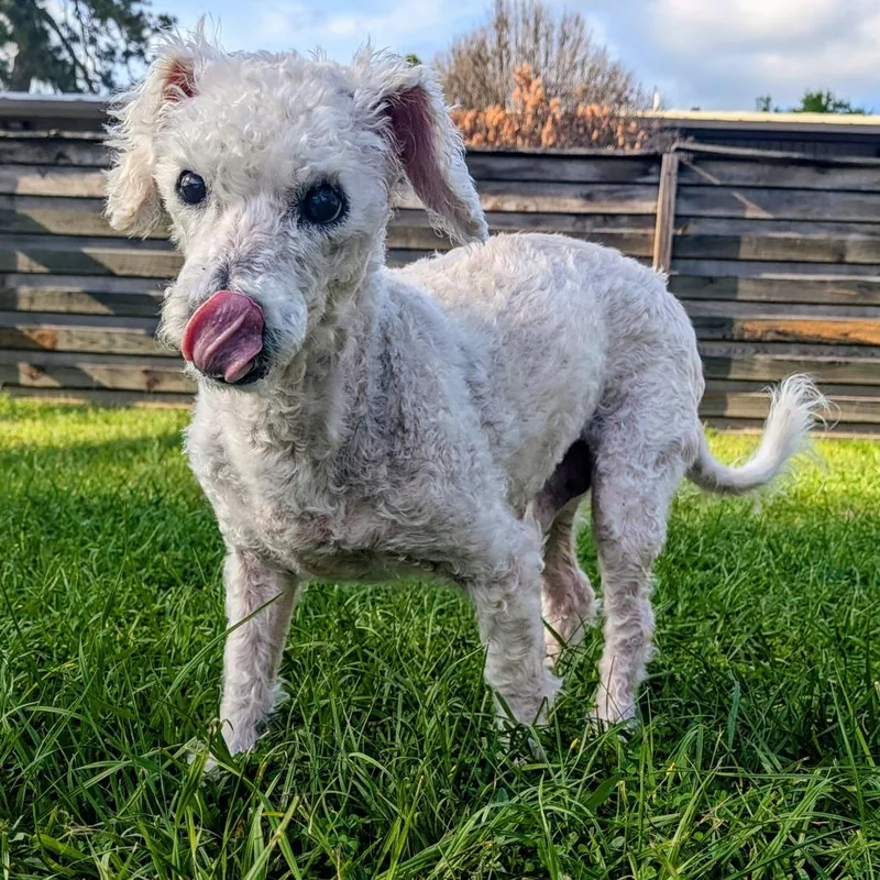 Roman Hayes thumbnail 6