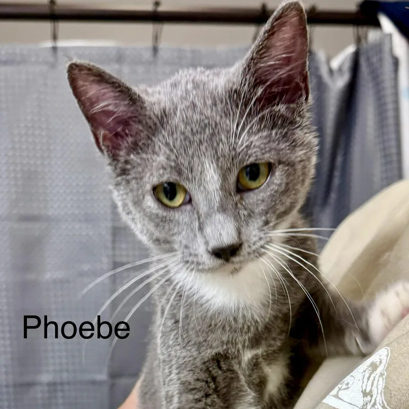 A young medium-sized female Gray & White Domestic Short Hair cat named Phoebe for adoption in SNOW HILL, NC