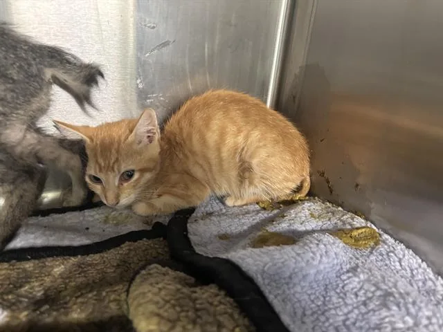 A baby small-sized male Domestic Short Hair cat named Carlos for adoption in Grand Prairie, TX