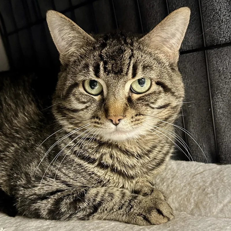 A senior large-sized male Brown / Chocolate Domestic Short Hair cat named Fajita for adoption in Middleburg Heights , OH