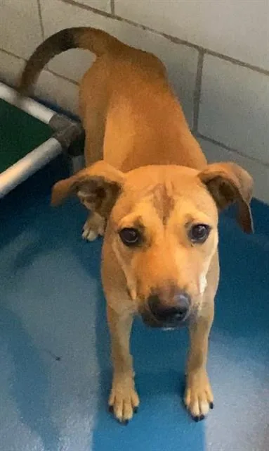 A young small-sized male Mixed Breed dog named Mikey for adoption in Dallas, TX