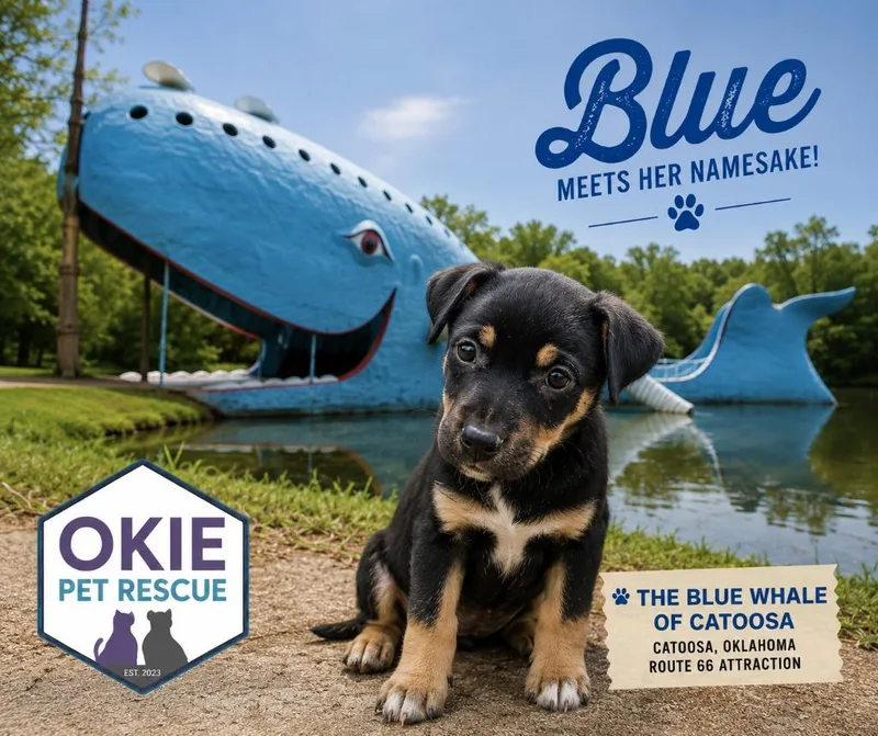 A baby small-sized female Terrier dog named Blue for adoption in Claremore, OK